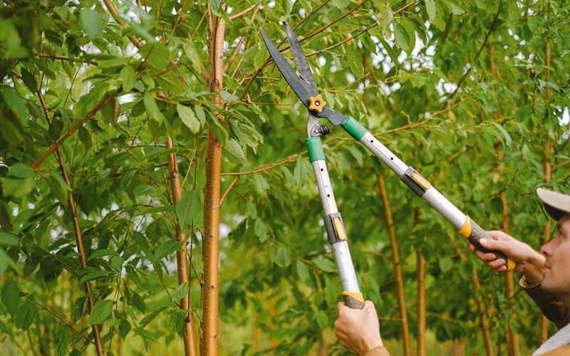 Tree trimming in Viborg, SD